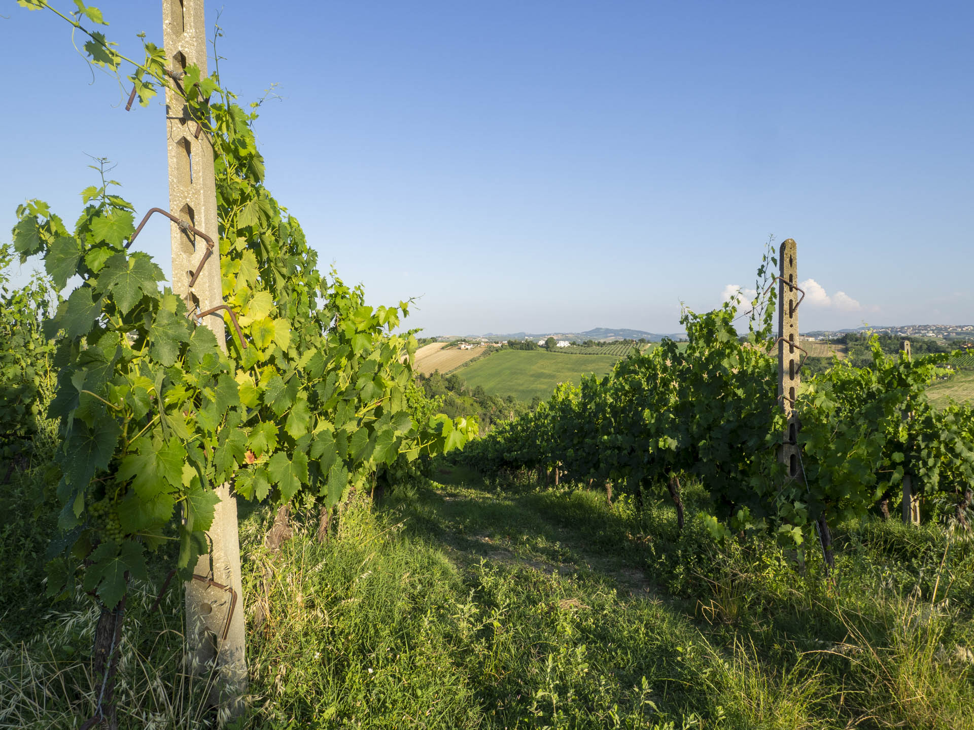 Azienda Agricola Carlini - Villa Verucchio - Rimini