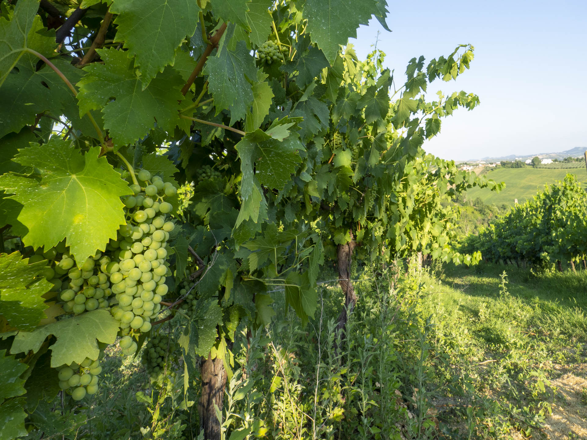 L'Azienda Agricola